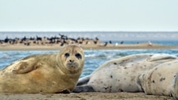 Kazakhstan - Caspian seal. Photo - from personal archive